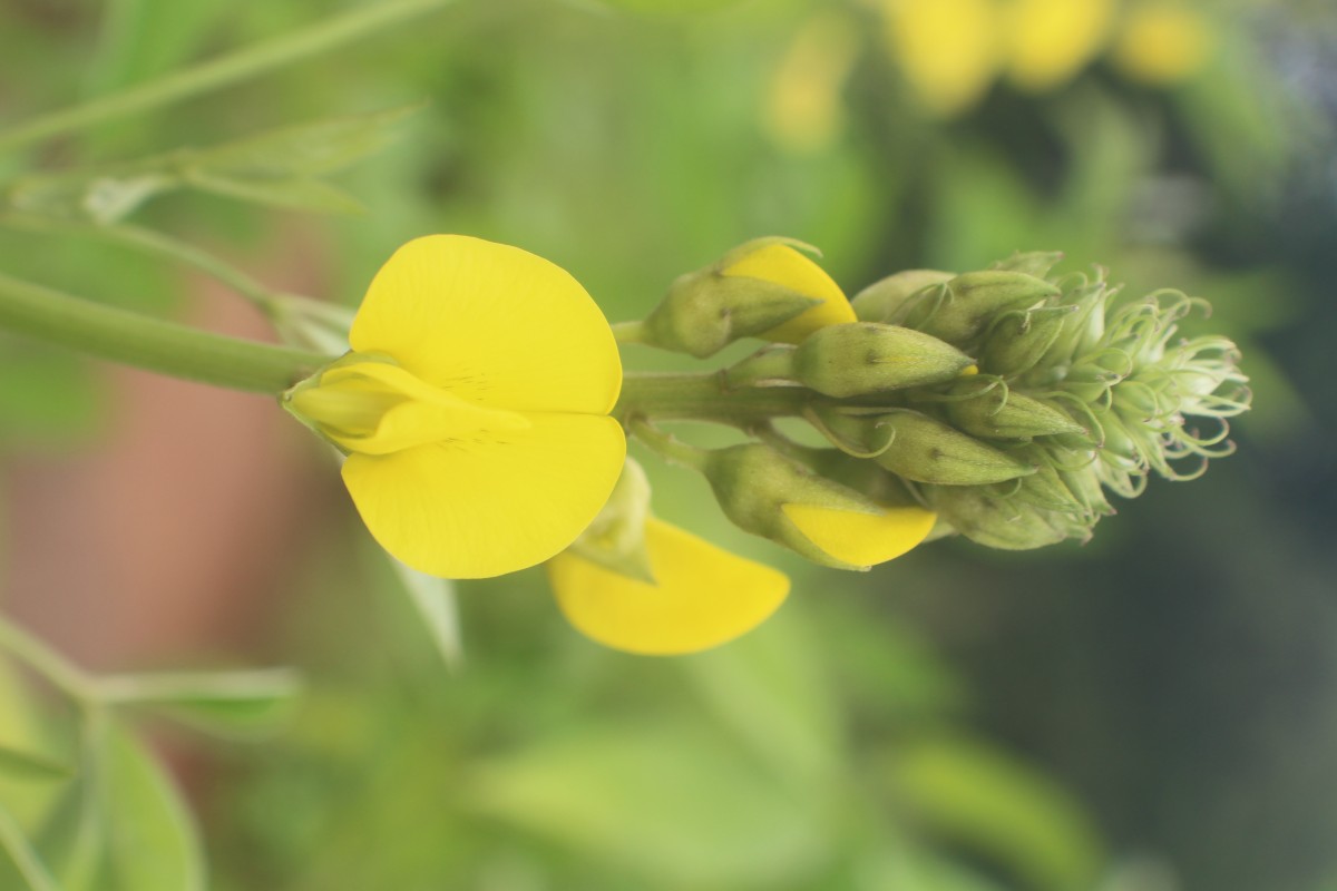 Crotalaria micans Link